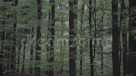 春天的山毛榉树林视频的预览图