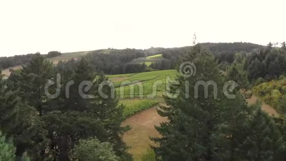 俄勒冈州乡村庄园葡萄园威拉米特山谷的影像视频的预览图