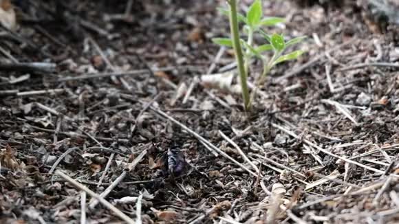 蚁丘的死甲虫昆虫的野生生命团队蚂蚁视频带有大自然和鸟鸣的原始声音视频的预览图