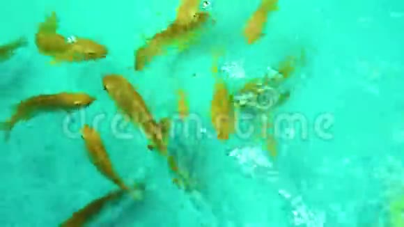 金鱼在水缸里游泳视频的预览图