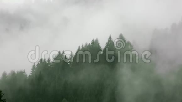 在雨中的高山森林视频的预览图