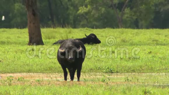 水牛在农场放牧视频的预览图