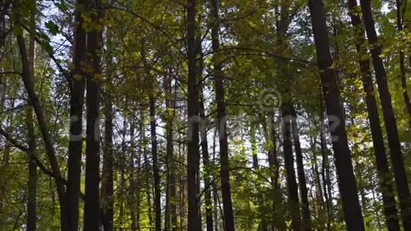 秋高气爽树干茂密的森林全景视频的预览图