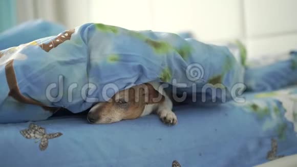 有趣的困家狗从舒适的蓝色毯子里出来视频的预览图