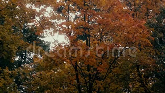 森林背景上秋天落叶的超慢动作镜头视频的预览图