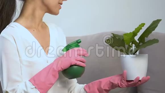 家庭主妇戴手套用喷雾浇盆栽花叶视频的预览图