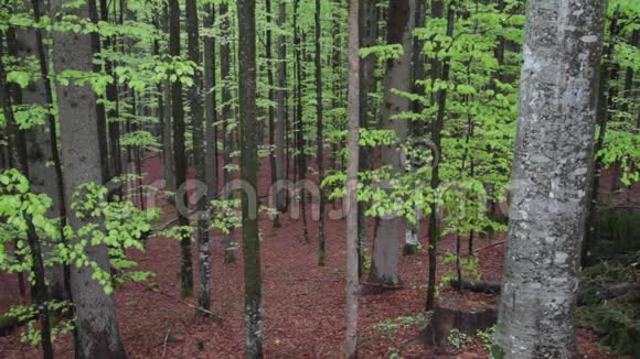 春天的山毛榉树林视频的预览图