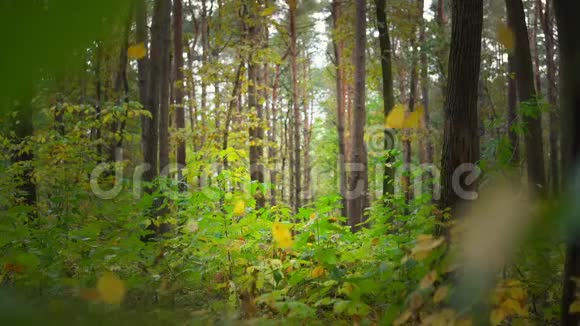 美丽的黄秋叶在黑暗的森林中视频的预览图