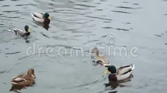 鸭子冬天在无冰的池塘里潜水视频的预览图