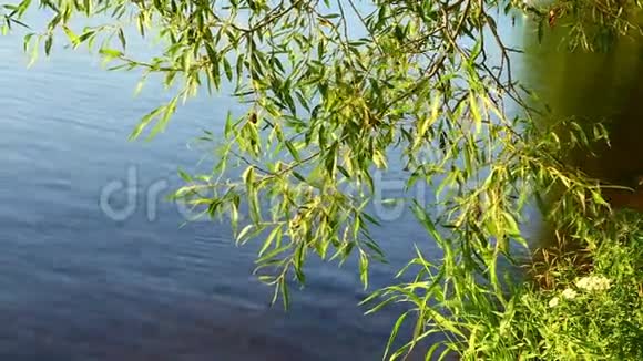 柳树在水面上随风摇曳视频的预览图