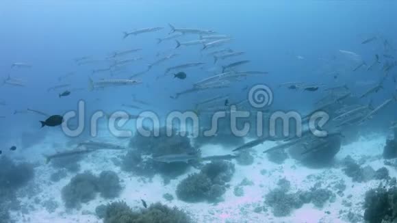 珊瑚礁4k上的黑鳍和皮卡德尔巴拉库达斯学校视频的预览图
