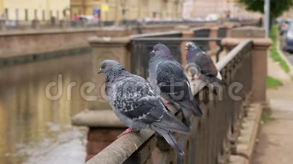 阴天时三只鸽子坐在城市堤坝的金属栅栏上视频的预览图