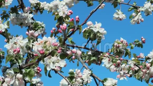 苹果树在蓝天上开花视频的预览图