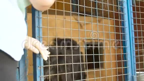志愿者关上笼子狗被单独留下视频的预览图