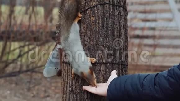 森林里的一只松鼠从手掌上抓起一颗松子吃视频的预览图