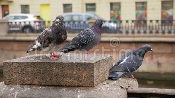 三只鸽子坐在城市码头的石栅栏上视频的预览图