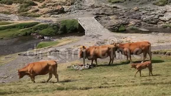 比利牛斯山的牛视频的预览图
