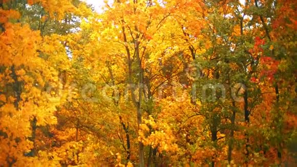 秋天落叶在美丽的森林背景下慢镜头视频的预览图