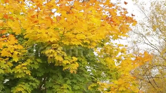 金色的枫叶在树上迎风飘扬视频的预览图