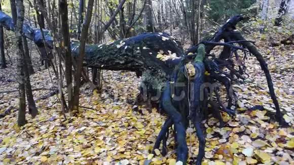 一棵黑树倒在瑞典森林里视频的预览图