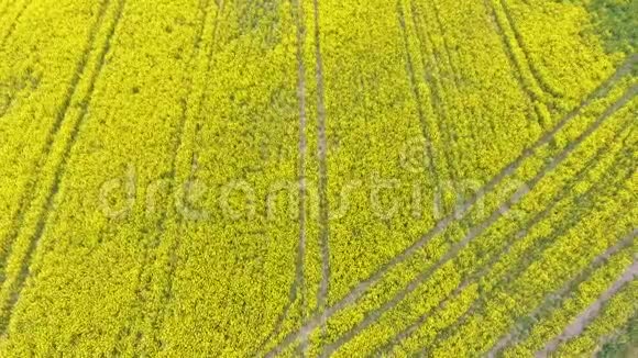 黄菜籽和绿色麦田的鸟瞰图视频的预览图
