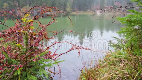 德国汉特西高山秋雨湖附近的红莓灌木视频的预览图