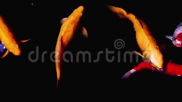 锦鲤鱼美丽的花鲤鱼在池塘里游泳视频的预览图