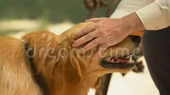 成熟男人的手抚摸和抓可爱的狗在公园散步特写视频的预览图