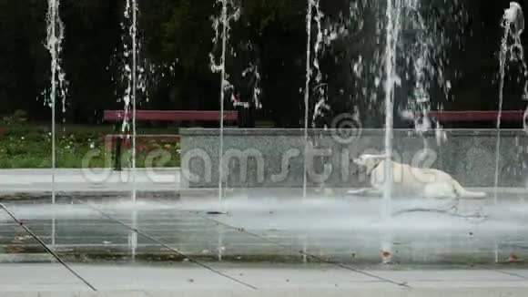 有趣的拉布拉多犬在炎热的夏日公园里玩喷泉球躺着视频的预览图