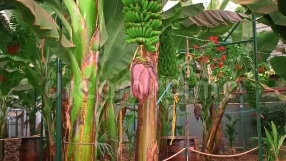 加那利群岛热带香蕉树的大种植园很多有大绿叶的树概念视频的预览图