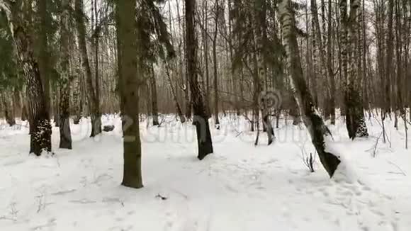 我在冬天的森林里沿着森林雪道慢慢地走着俄罗斯的冬天当我们走进去的时候视频的预览图