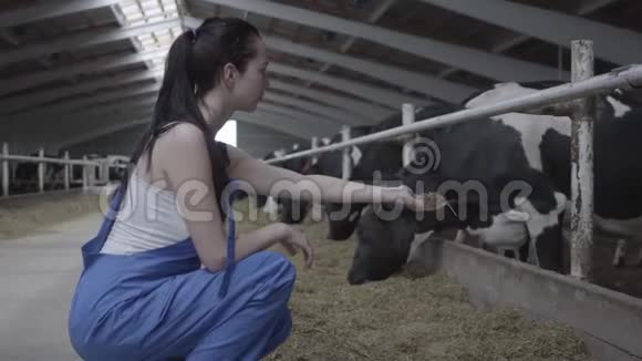 奶牛场的年轻积极的女工试图用手喂养哺乳动物农业农业和视频的预览图