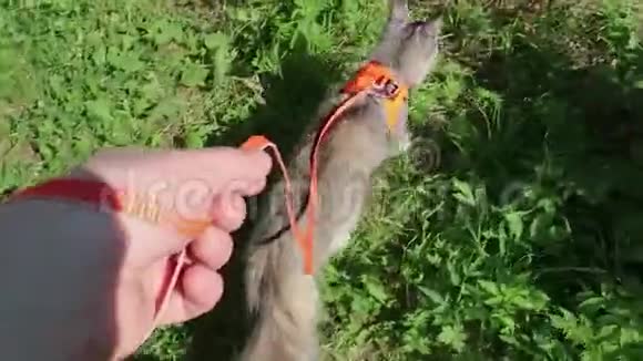 一个男人把一只缅因州的浣熊猫牵在花园里的马具上视频的预览图