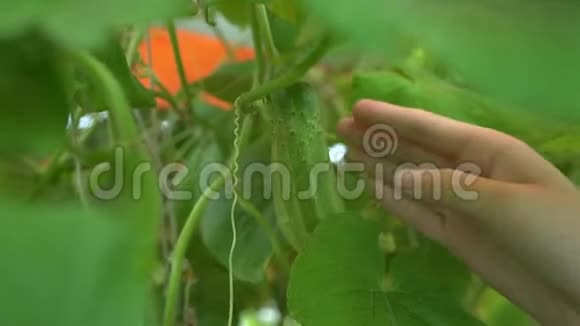 女人手从温室的树枝上摘下一根黄瓜视频的预览图