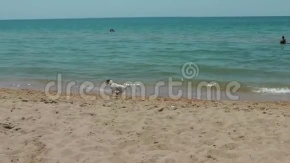 一只白色的小狗沿着大海来回奔跑视频的预览图