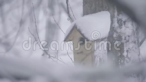 冬天树上的鸟舍视频的预览图