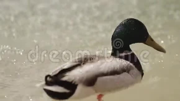 鸭子在喷泉里游泳视频的预览图