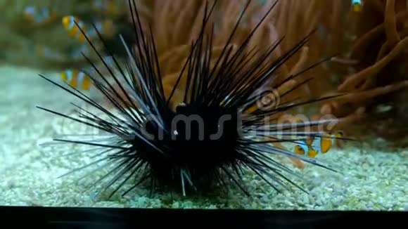 摩纳哥蒙特卡洛海洋博物馆蓝色水族馆海胆视频的预览图