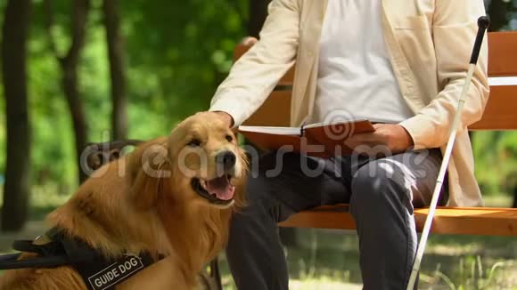 导盲犬守护老人盲人阅读盲文书籍视频的预览图