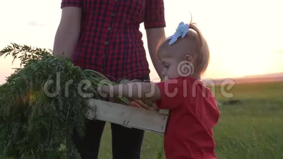 幸福的家庭妈妈和女儿在日落时在田里收割蔬菜一个幸福家庭的团队合作视频的预览图