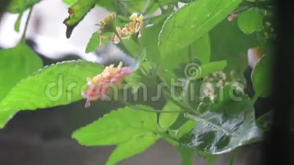 雨滴在兰塔纳斯植物印度视频的预览图