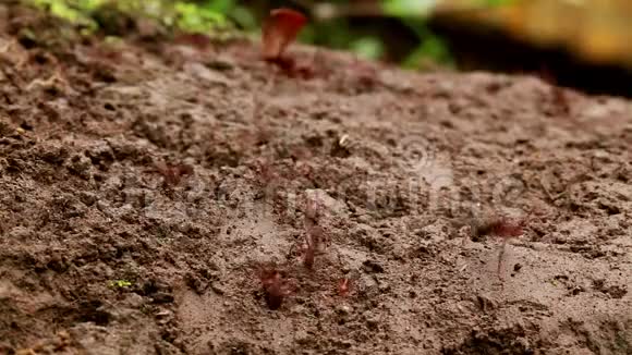 叶切刀蚂蚁视频的预览图