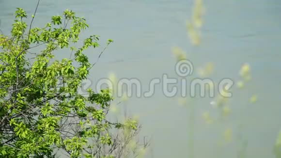卡屯河附近的植物视频的预览图