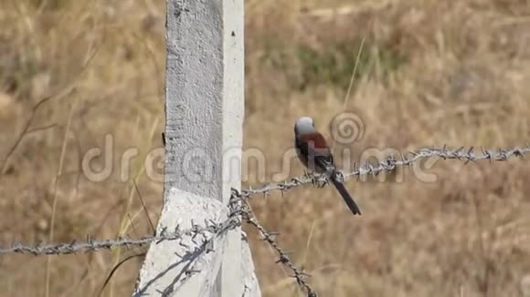 海湾背的碎鸟坐在铁丝网上视频的预览图