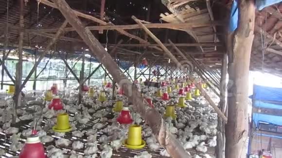 减少养鸡场的消费和营养供应视频的预览图