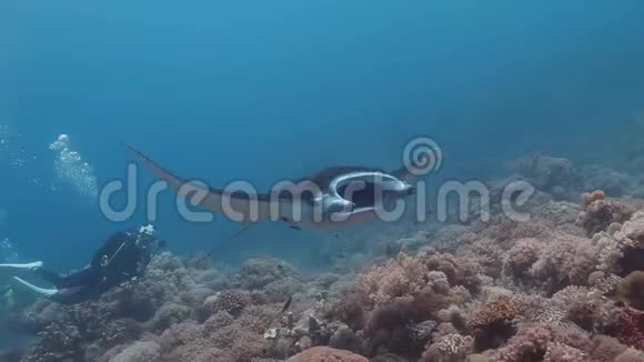 珊瑚礁清洁器清理珊瑚礁上的珊瑚礁视频的预览图