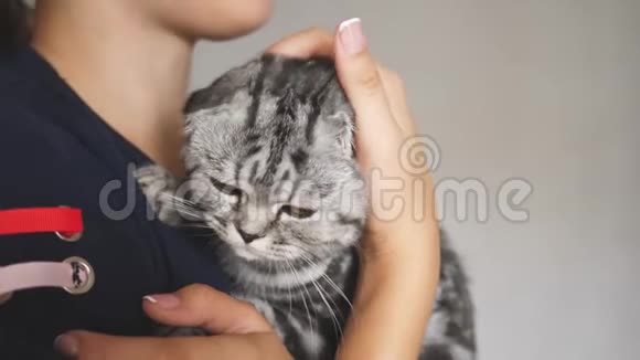 主人手里拿着一只英国苏格兰折叠猫快乐的猫躺在女孩的手里漂亮的塔比猫宠物视频的预览图