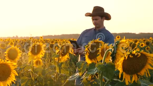 农民用平板检查向日葵的开花情况一个农学家带着一块石碑走过向日葵的田野视频的预览图