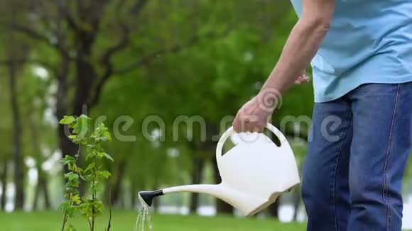 快乐老人在公园给树苗浇水触摸灌木叶生态视频的预览图