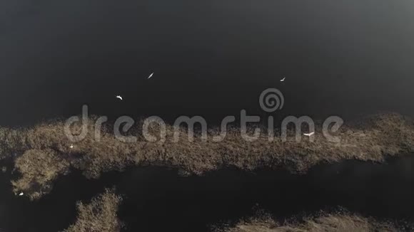 拉脱维亚的白鹭鸟飞过河流视频的预览图